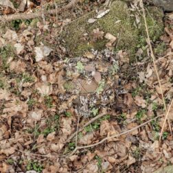 3D Camo Cover Novritsch Multicam - Imagen 5